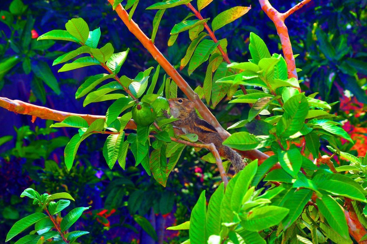 Senero House Hotel Bentota Buitenkant foto
